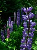 wild perennial lupine ، sundial lupine ، blue lupine ، Indian beet ، old maid's bonnets
